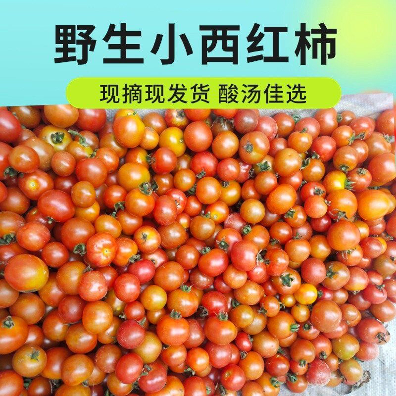 贵州农家野生小西红柿新鲜发货纯酸口味酸汤原料