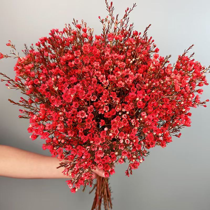 【澳洲腊梅】云南基地直发过年客厅鲜切花室内水养吸色花卉年宵节日