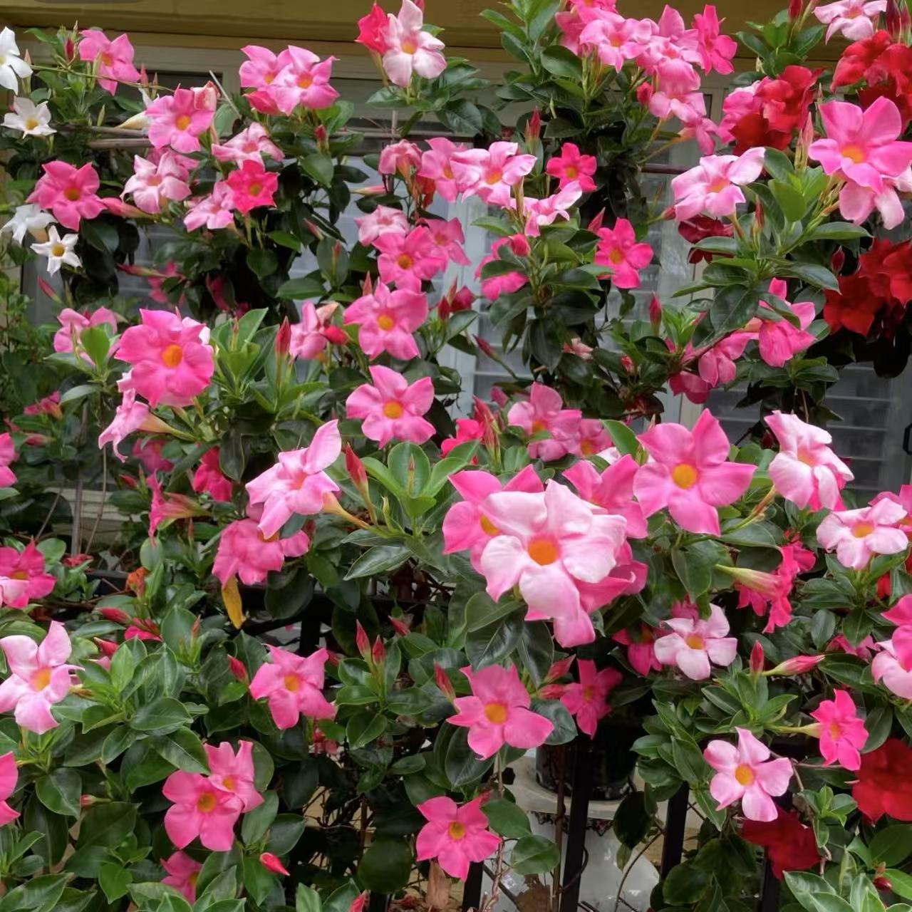 【李先生】（飘香藤）带花带花苞室内外观赏花好养