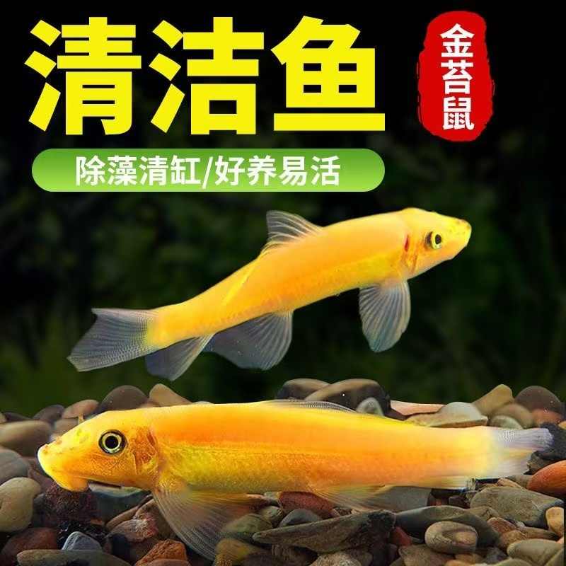 鱼缸清理小型清洁鱼水族饲养包邮金苔鼠清道夫鱼除藻吃垃圾