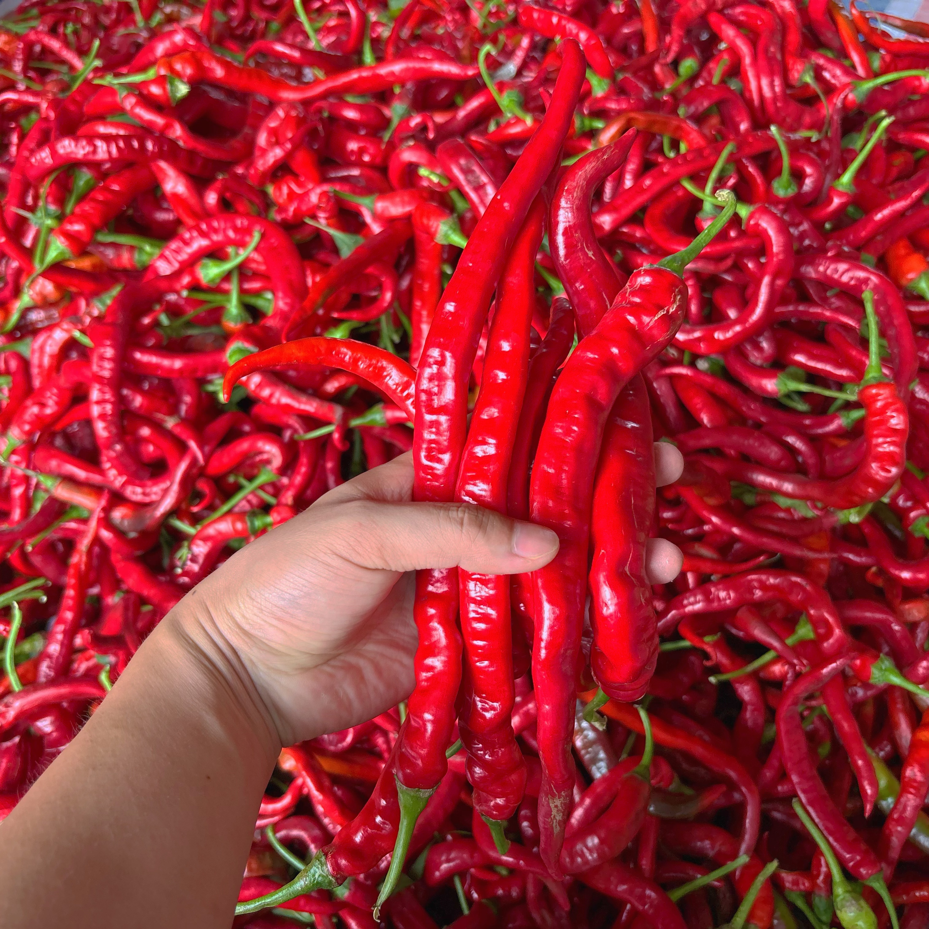 湖南本地红辣椒农家露天现摘现发香辣可口薄皮土辣椒青辣椒