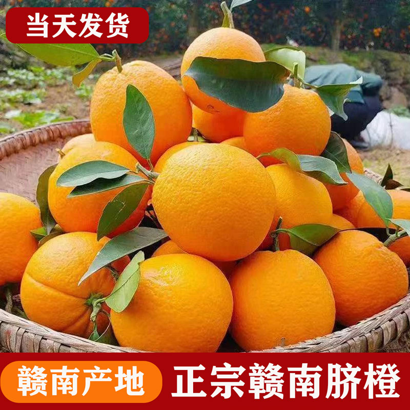 正宗赣南脐橙新鲜采摘橙子江西甜橙水果精品鲜橙批发赣州场地直发