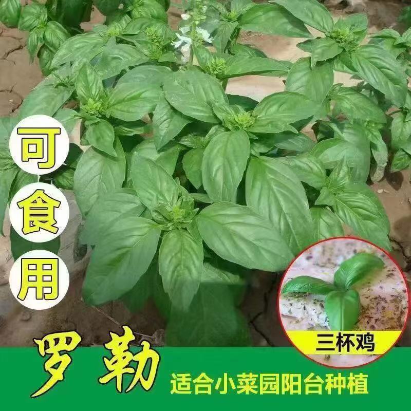 【全店满五包包邮】罗勒种子九层塔种柠檬甜罗勒阳台庭院种植