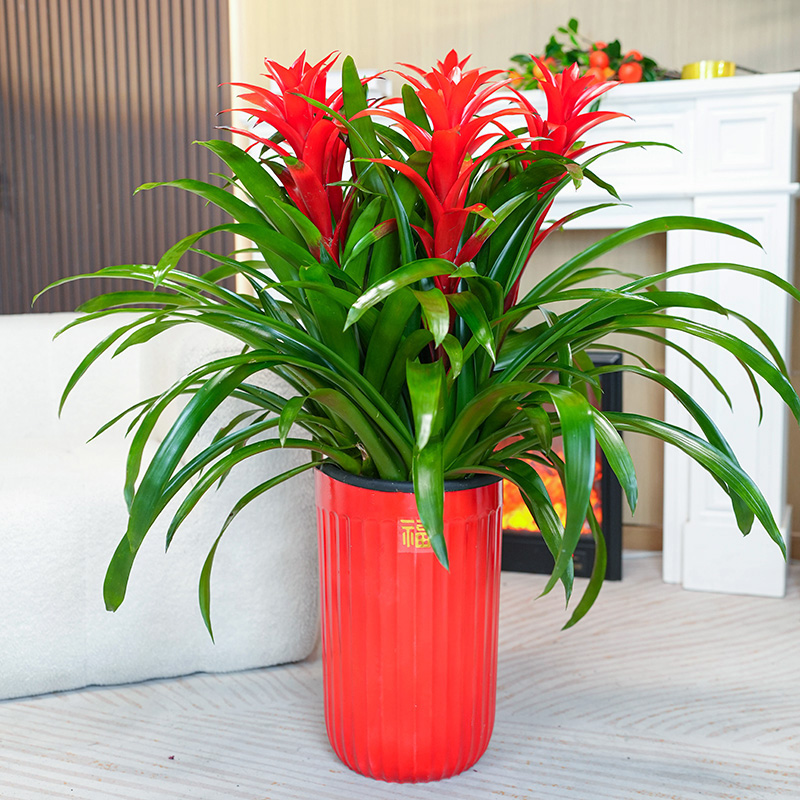 农青【整体高80-1米】【落地款5颗鸿运当头】大型懒人绿植基地发好养