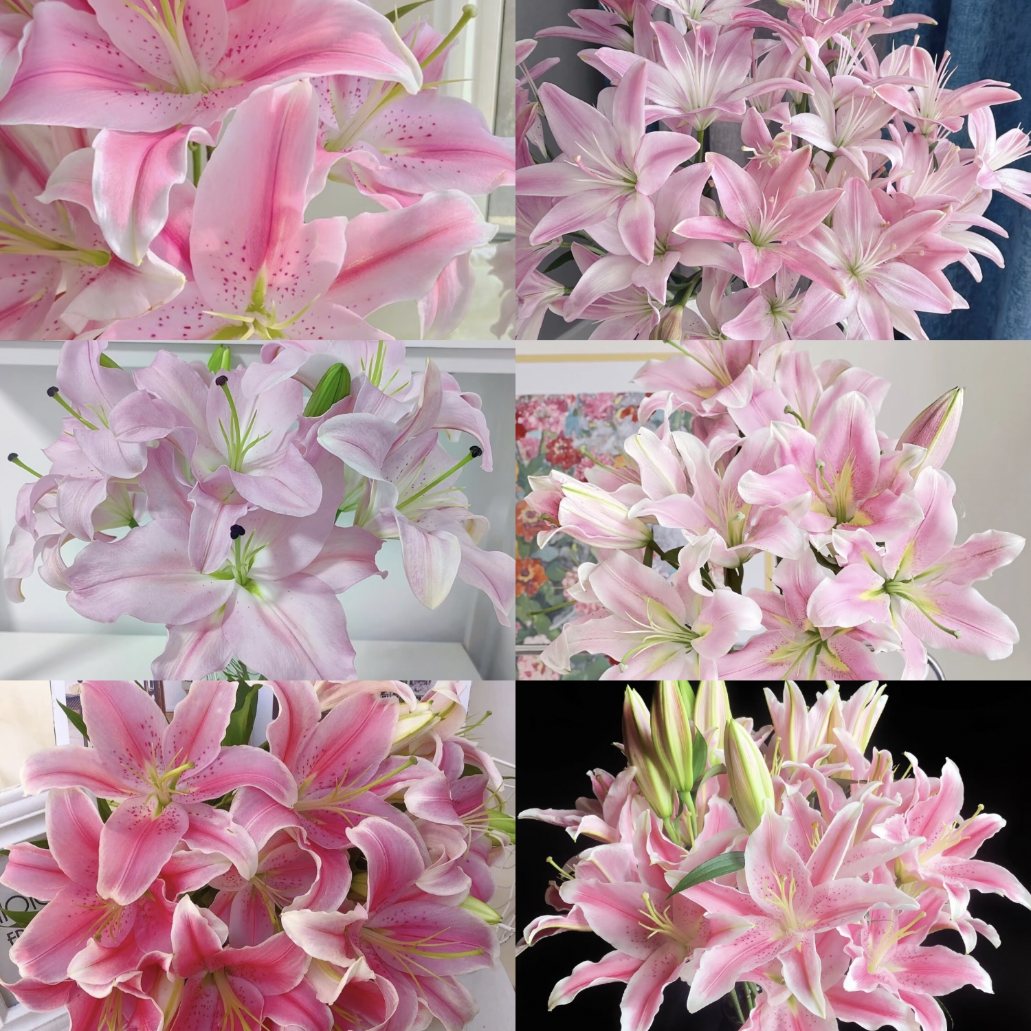 粉色系列香水百合  云南基地直发