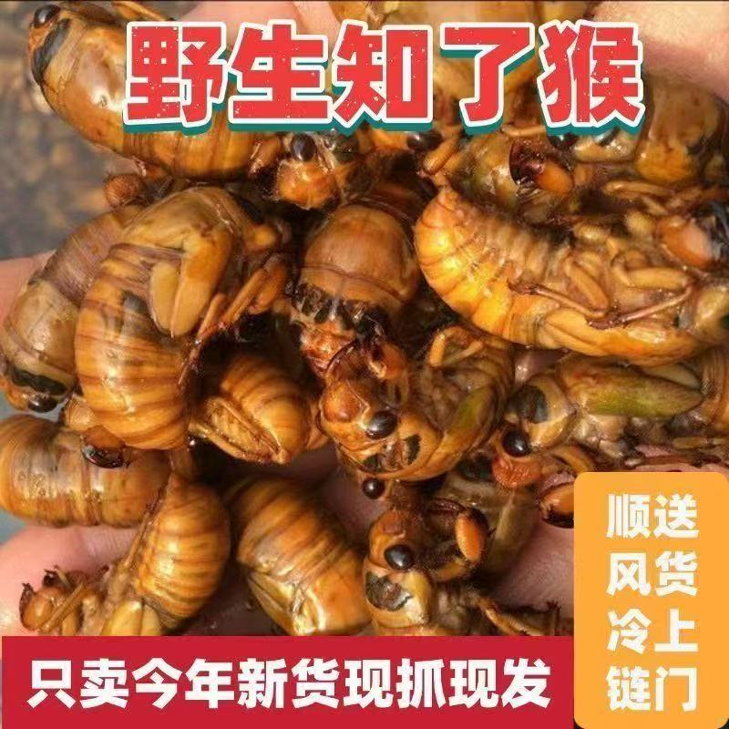 2025新鲜金蝉知了猴速冻现抓爬叉猴蝉蛹顺丰包邮-Q