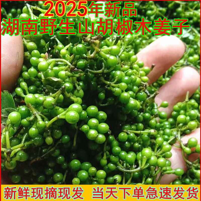 湖南木姜子新鲜现摘野生山胡椒山苍子怀化木浆子祛腥酸汤火锅底料