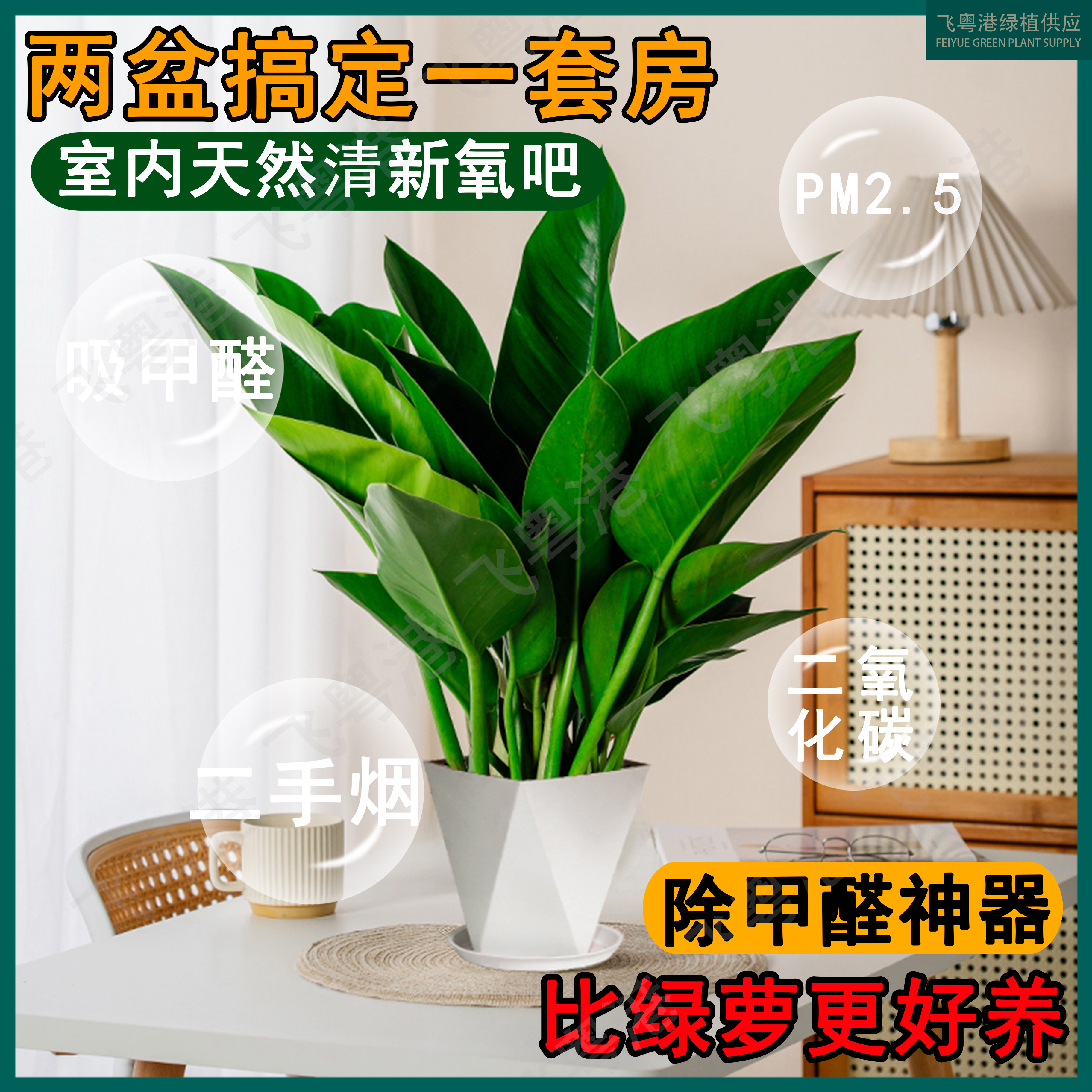 泰国蔓绿绒室内客厅好养易活净化空气绿植盆栽叶子长青吸甲醛飞粤