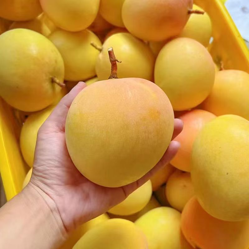 广西百色热农芒果椰香黄皮芒果9斤/5斤 热农芒果新鲜现摘发货香甜