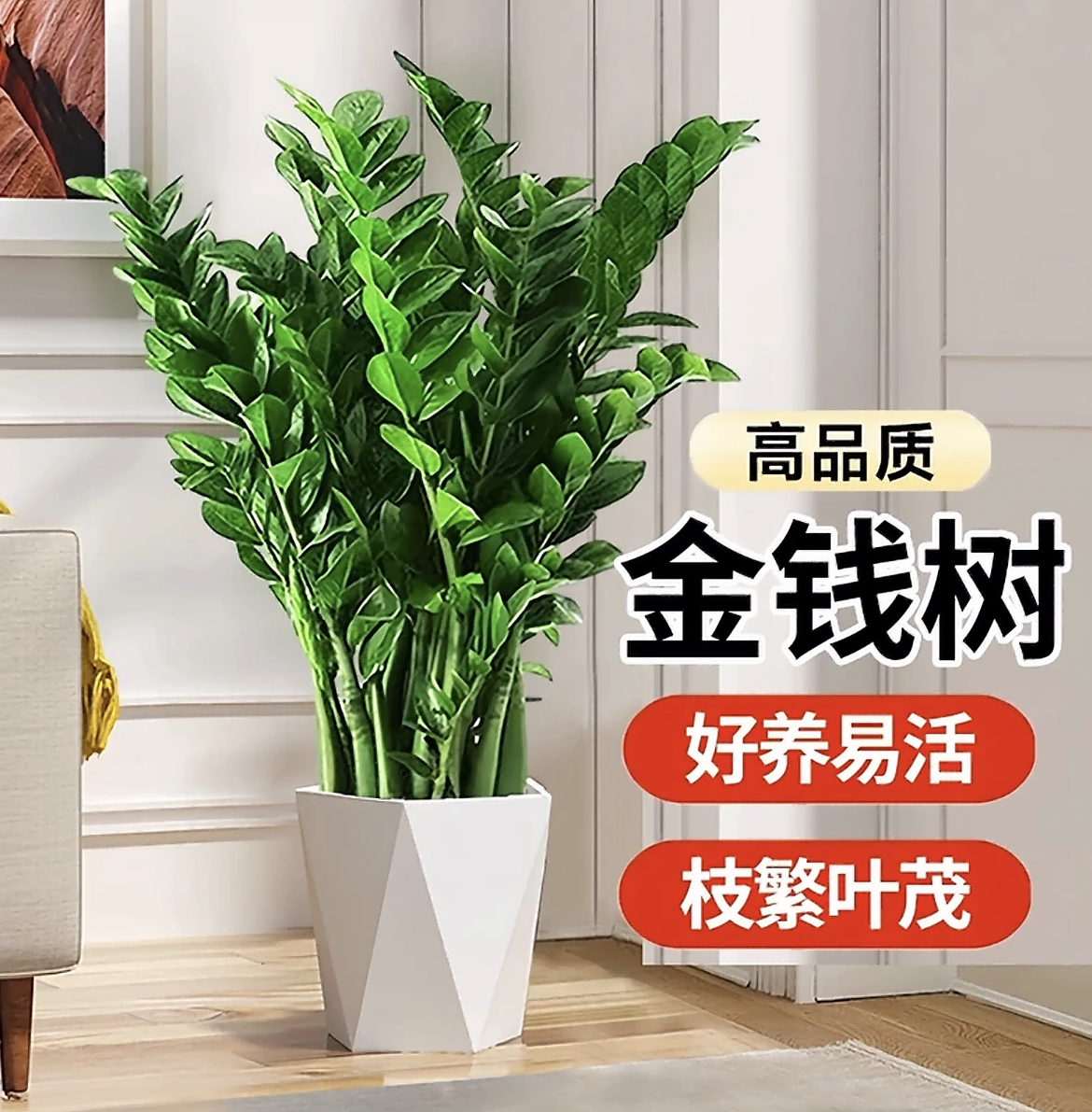 新-含白盆高70-80CM金钱树绿植盆栽好养活办公室绿植送礼净化空气