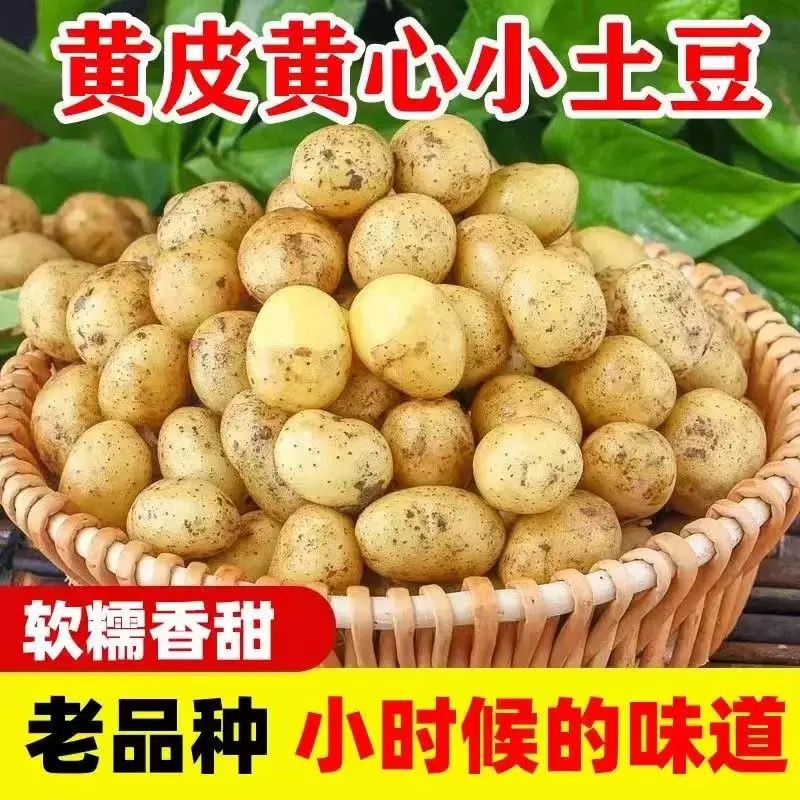 C恩施富硒小土豆现挖农家新鲜黄心土豆5-9斤应当季蔬菜马铃薯洋芋