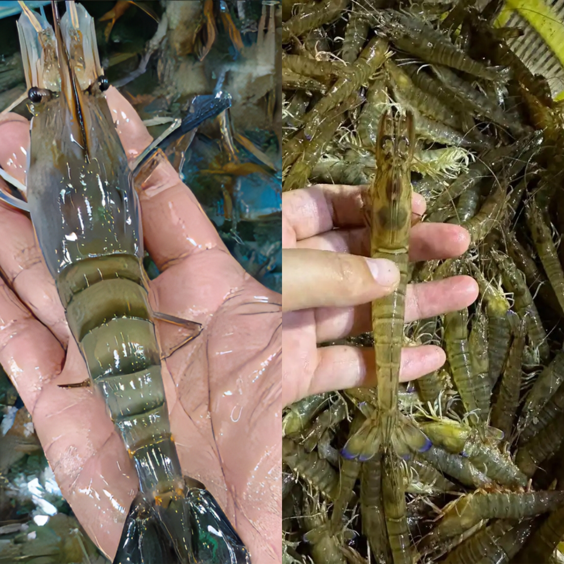 【华新水产】混搭  基围虾  罗氏虾【同城骑手配送】