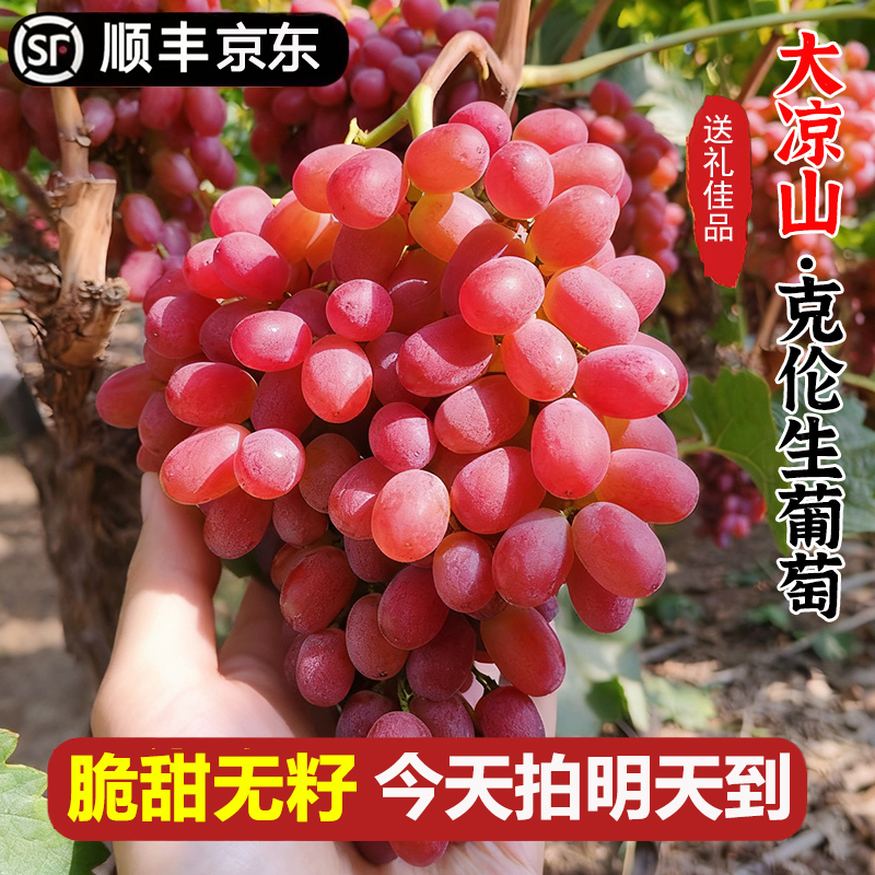 现货明日达【基地直采】TY大凉山克伦生葡萄新鲜当季水果冰美人无籽脆甜红提0.5-5斤四川省