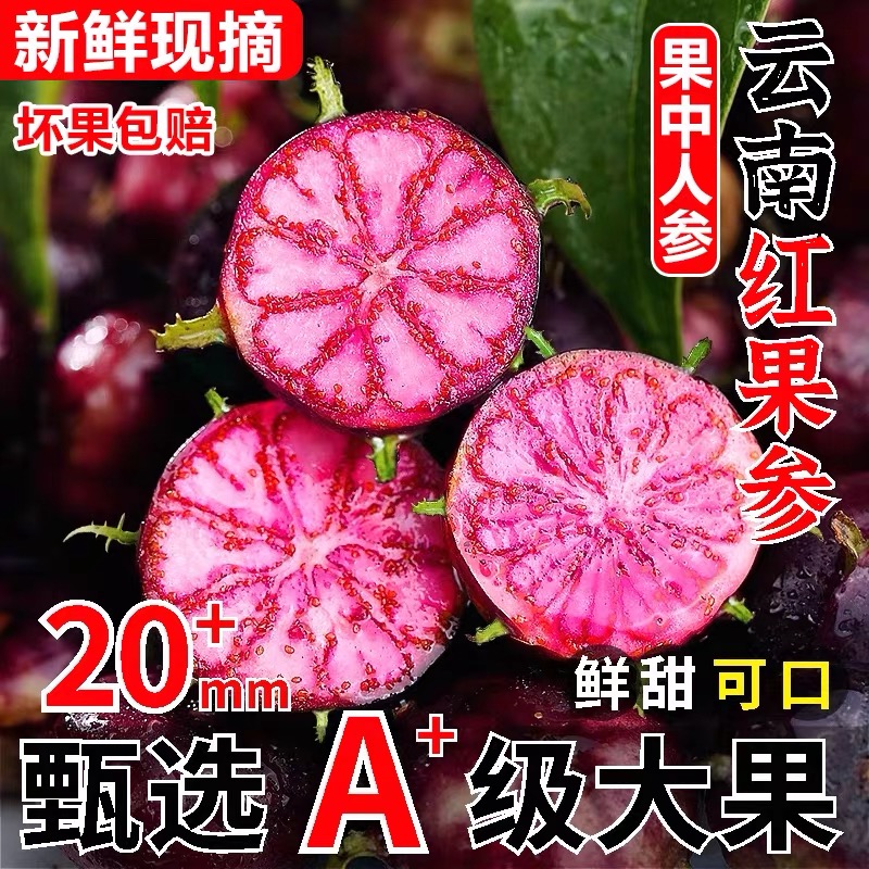 精品果【云南红果参】新鲜蜘蛛果算盘果应当季新鲜深山野果现摘现发
