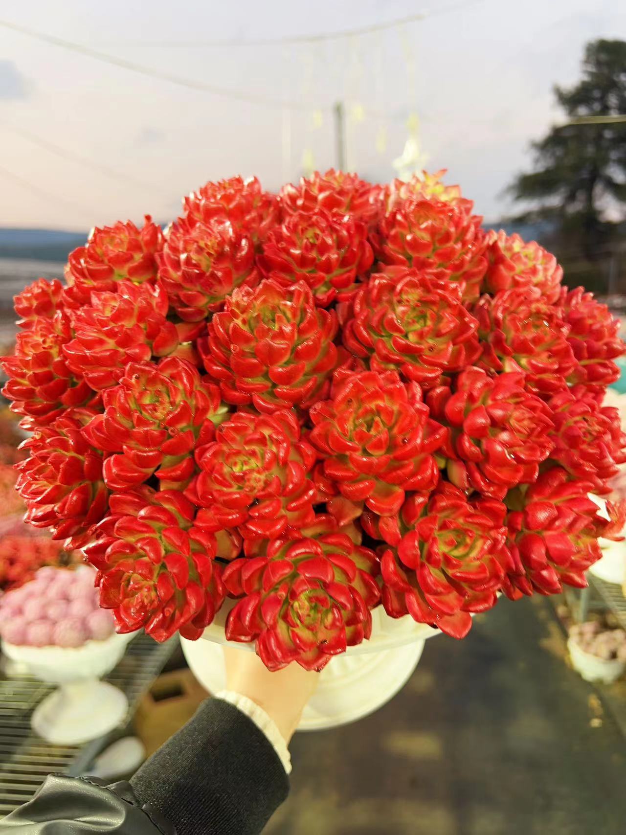 X爱马斯+罗马盆 多肉植物耐旱喜阳 好养庭院阳台盆栽