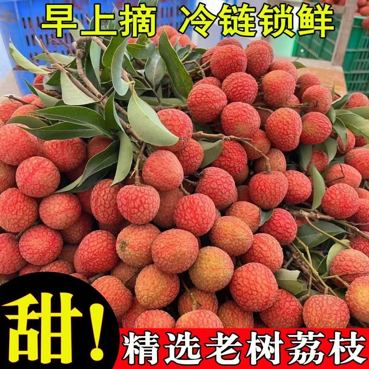 【明日到】正宗福建冰糖黑叶荔枝乌叶新鲜水果整箱5斤坏果包赔