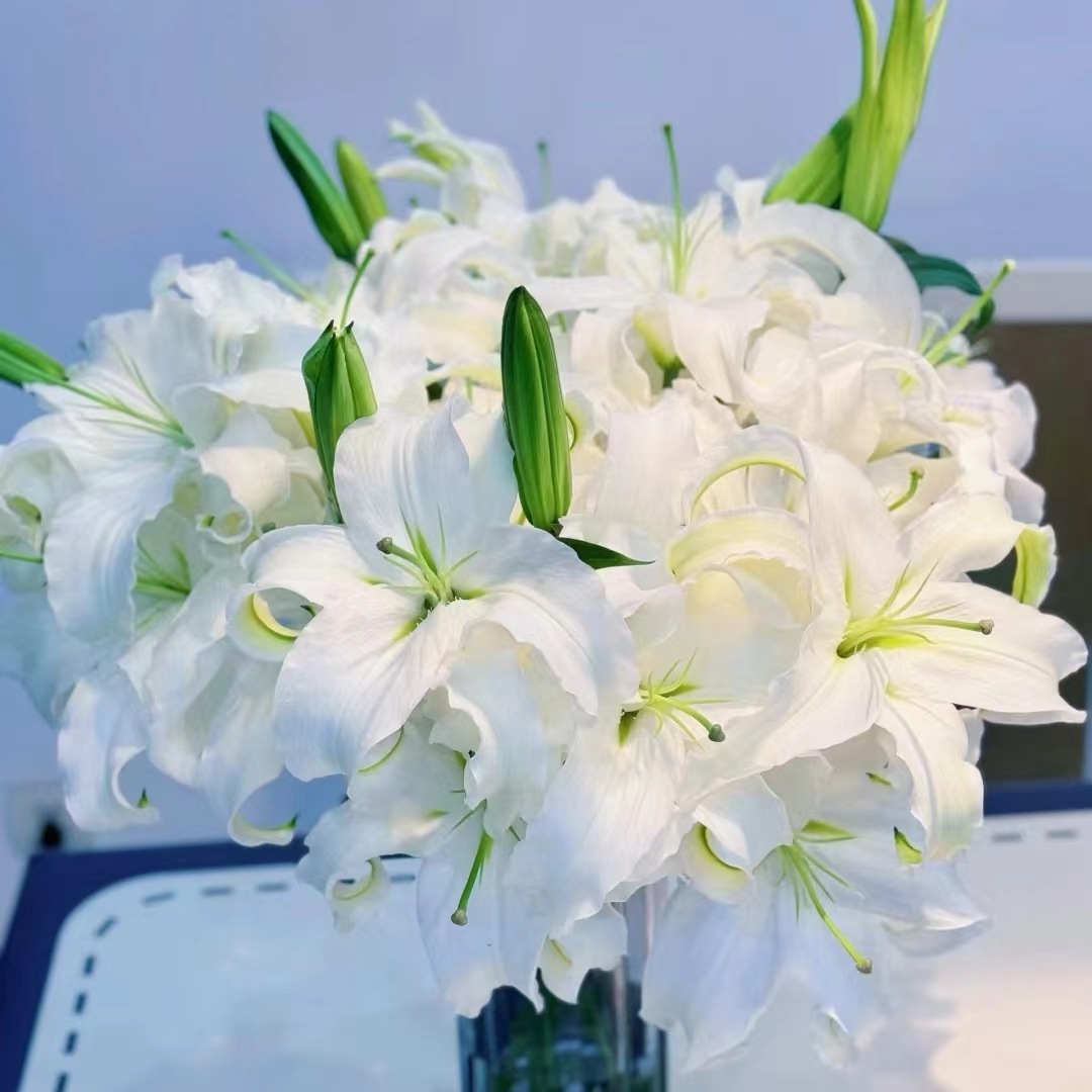 氧花季 西伯利亚百合 收到先醒花 拍1单发中通