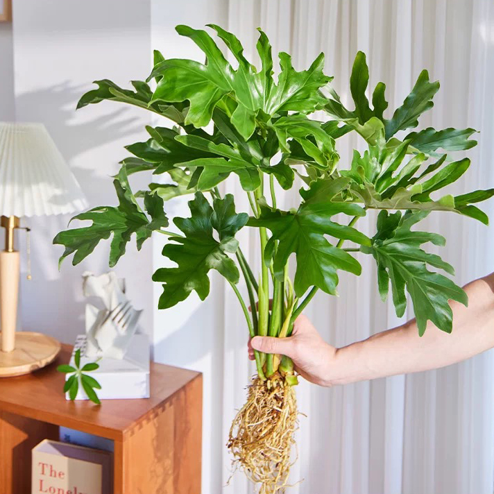 【特级A苗70cm-80cm】加仑盆龙鳞春羽土培水培室内桌面绿植盆栽春雨