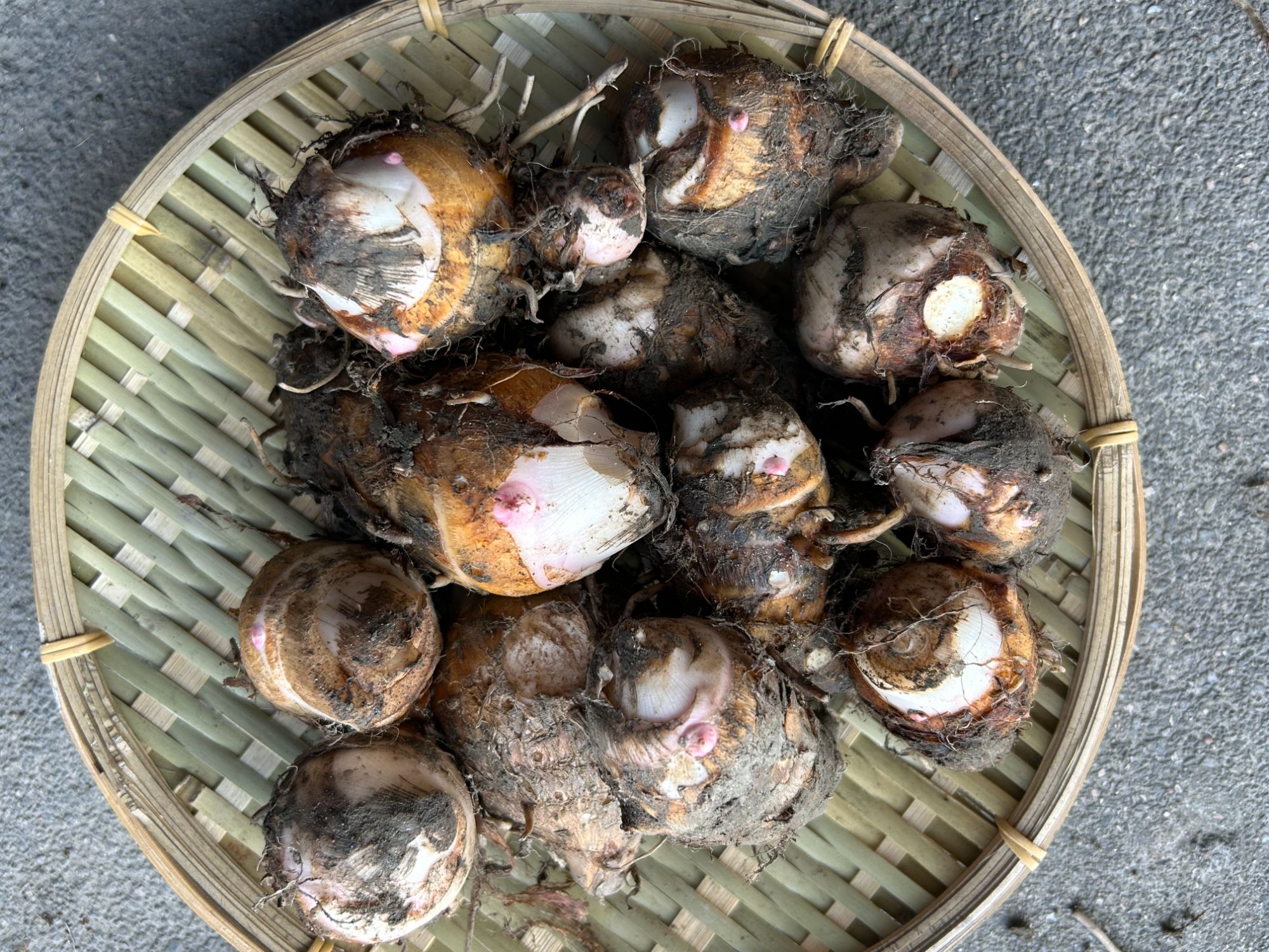红芽芋统果农家自种现挖现发软糯香甜芋子