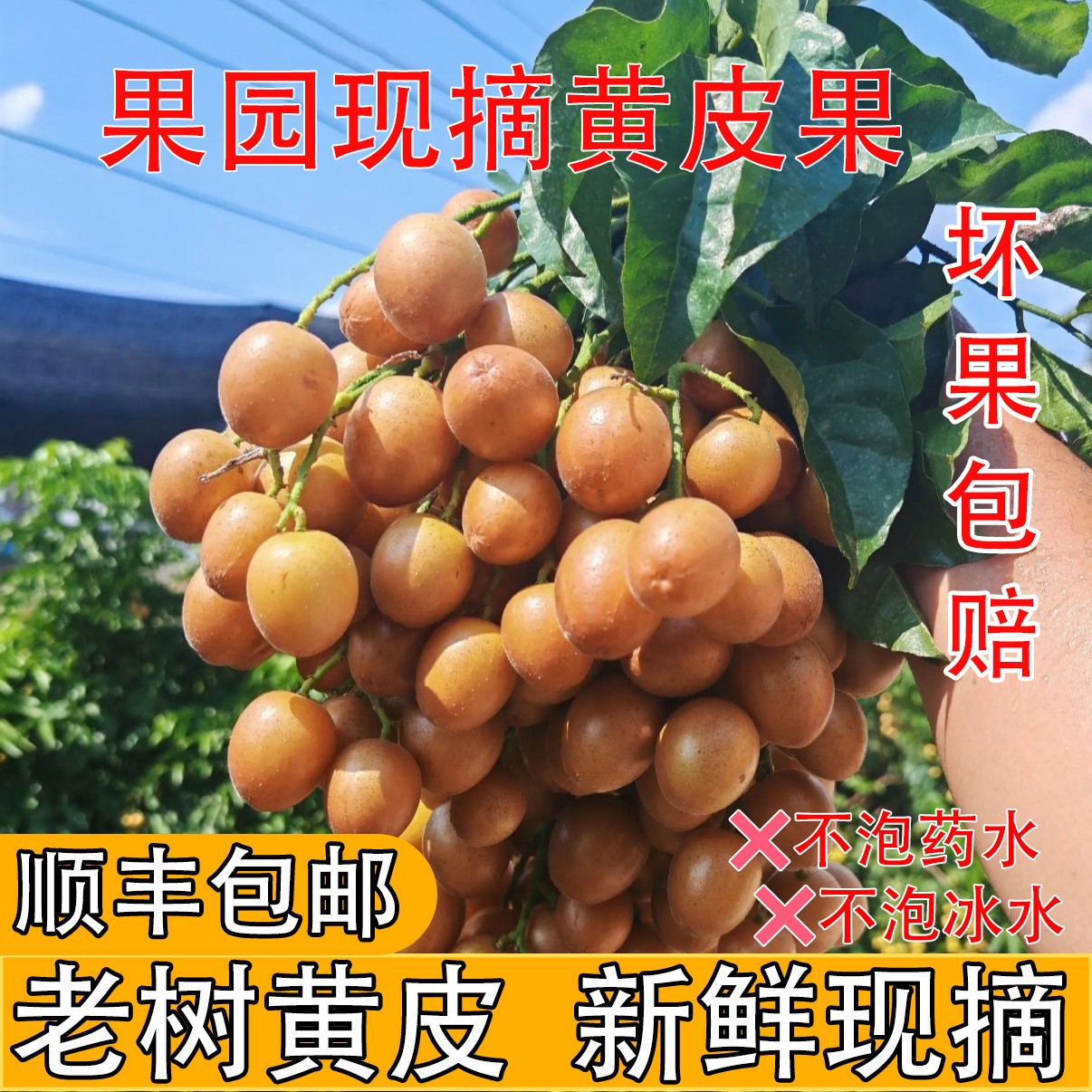 【顺丰京东包邮】广西黄皮果酸甜多汁口感独特新鲜现摘黑金刚黄皮