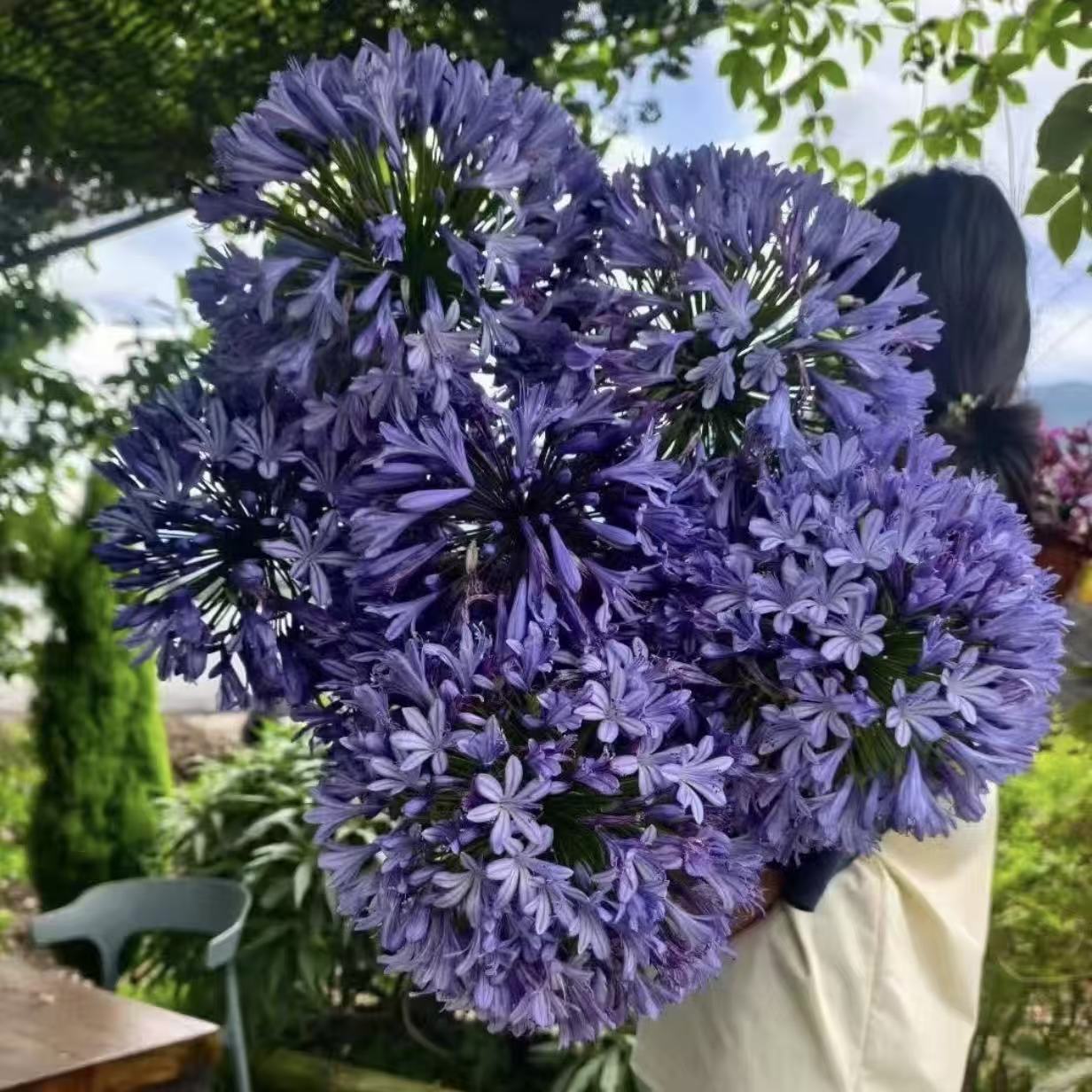 小老虎花卉【不带花剑】蓝精灵百子莲盆栽原盆原土发货