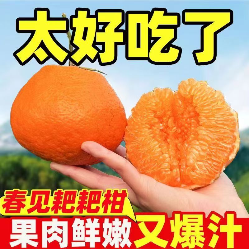 YJ四川正宗耙耙柑产地直发新鲜现采摘多汁年货