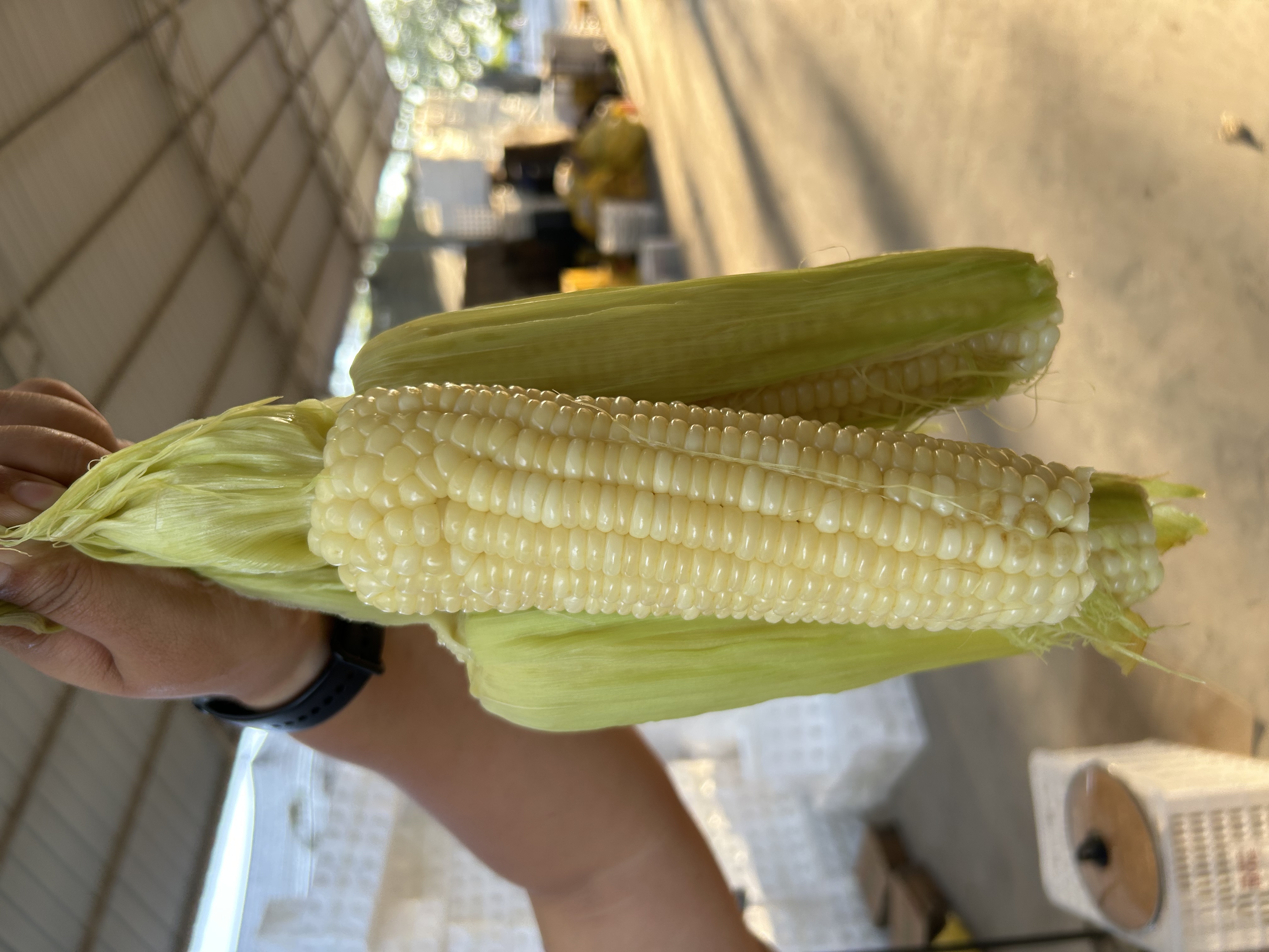 【顺丰包邮】宁夏白糯玉米香甜2025新货现摘现发