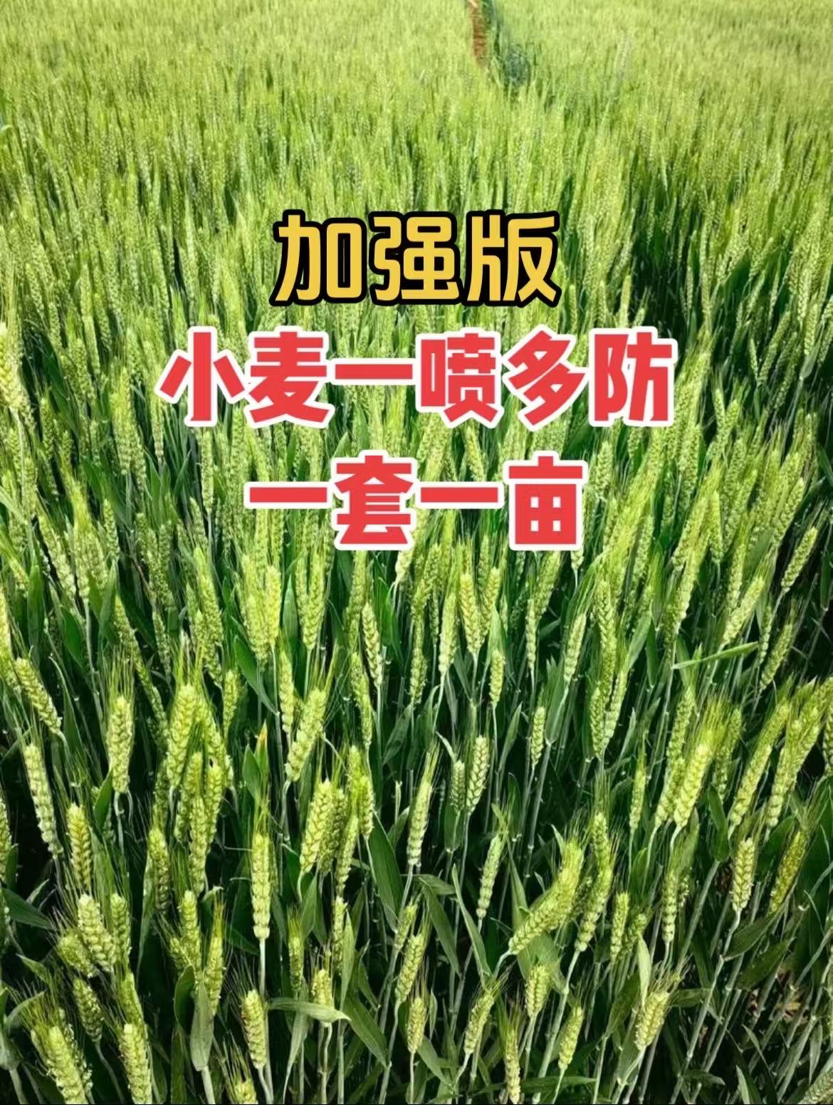小麦一亩地 小秀一喷多防营养增产方案