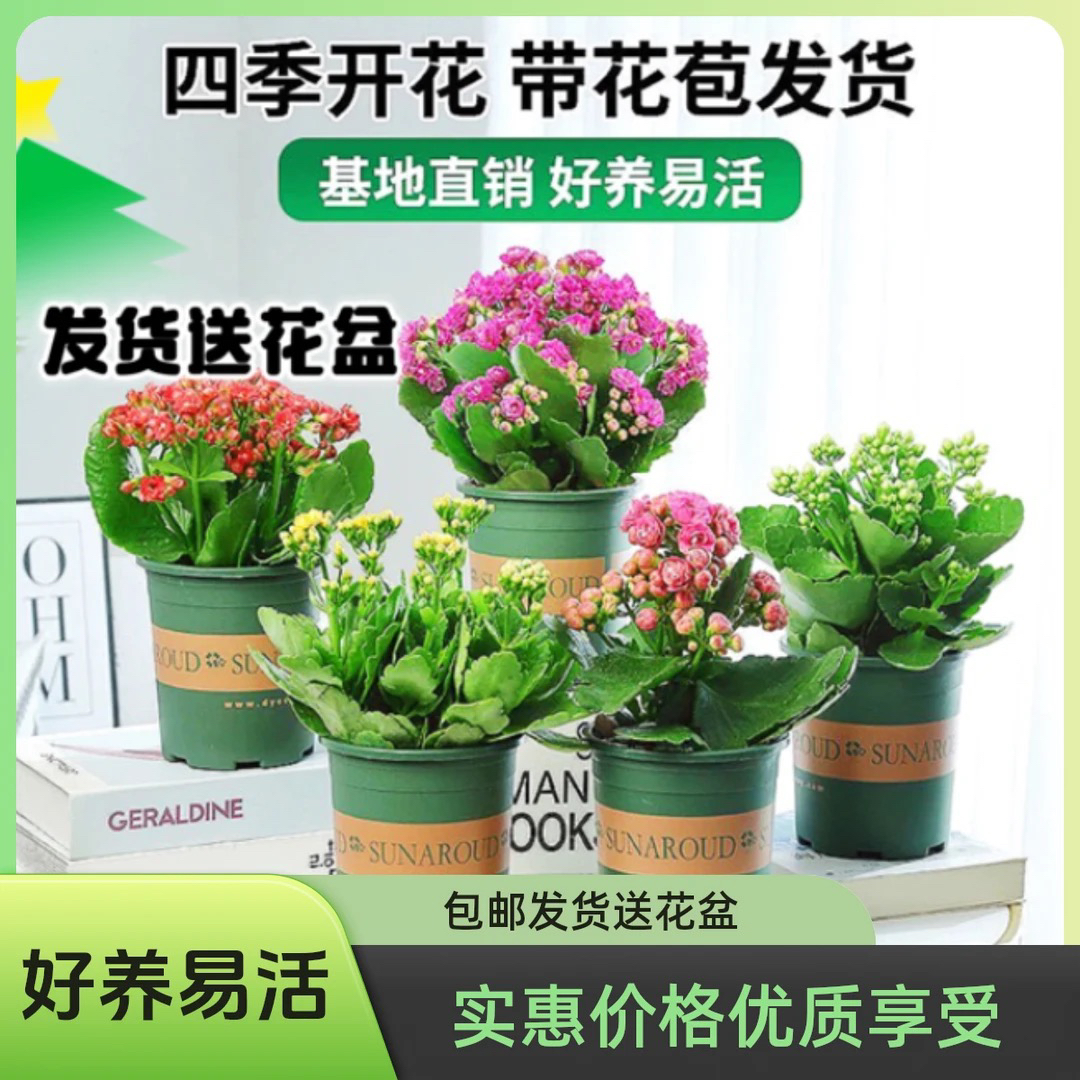 精品长寿花随机颜色好养易活四季开花基地直发
