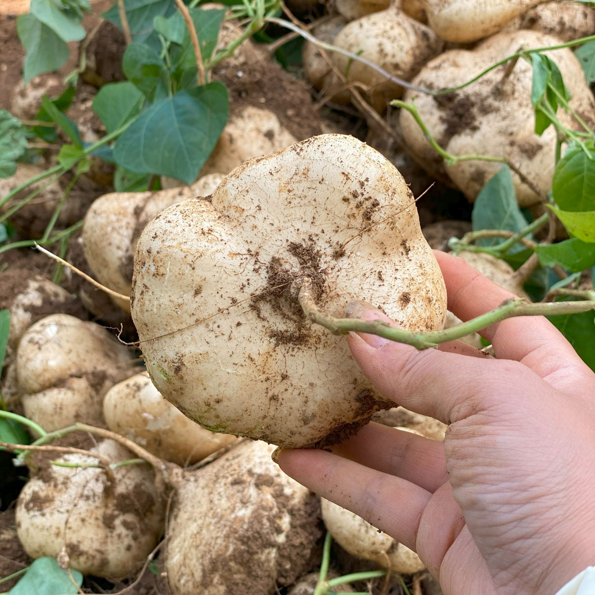 正宗贵州沙土地种植凉薯皮薄清甜采摘好吃现挖新鲜发货5/9斤