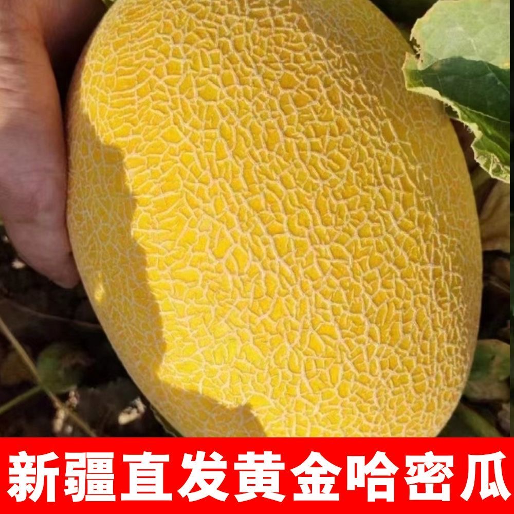 【新疆空运直发】W新疆直发金色年华哈密瓜现摘现发脆甜多汁