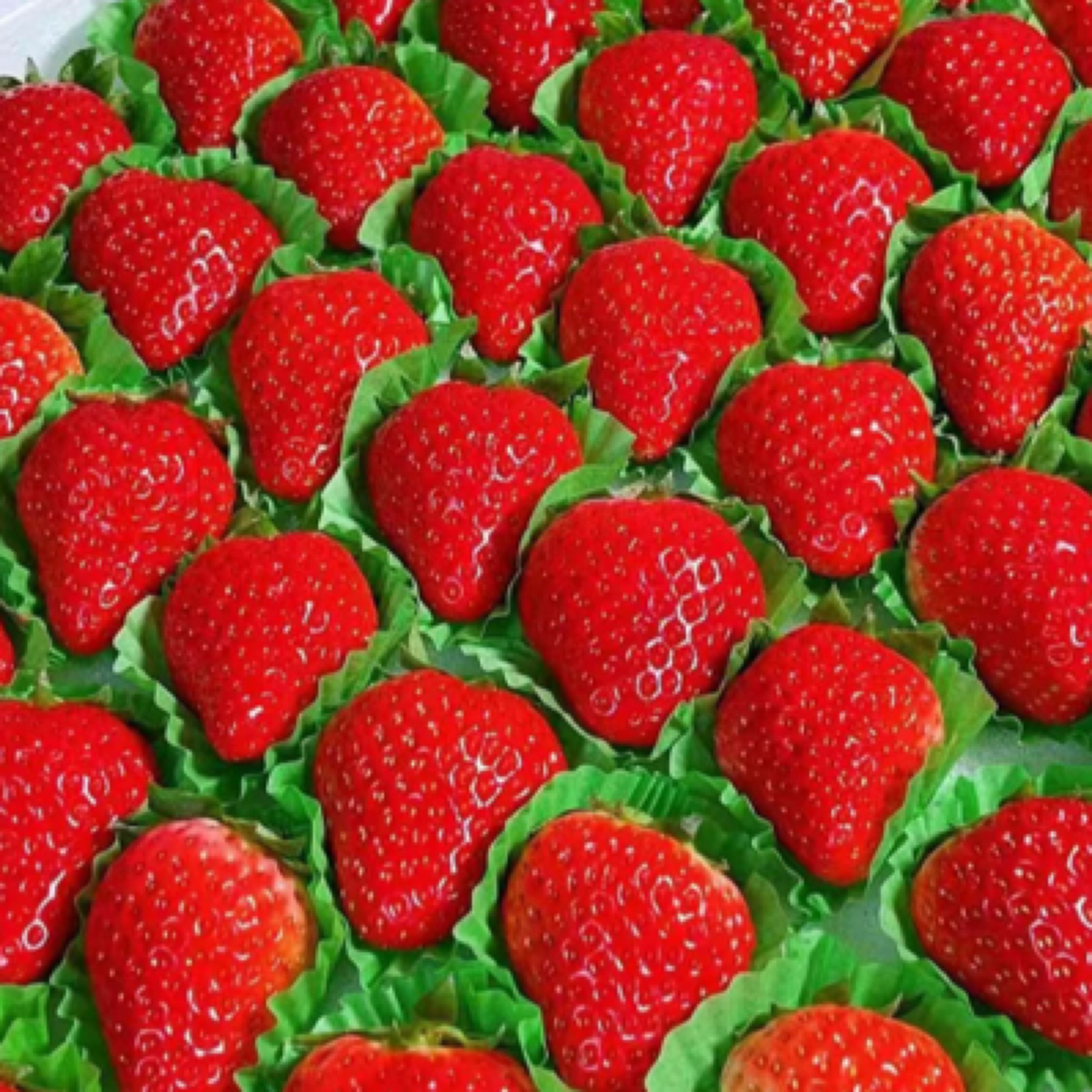 丹东久久草莓草莓特大5排3.6-3.8斤