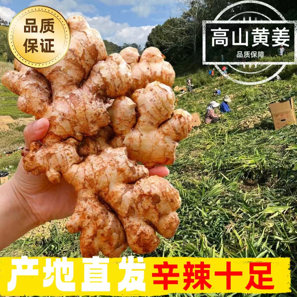 SJ生姜新鲜正宗小黄姜批发自种老姜农家月子姜