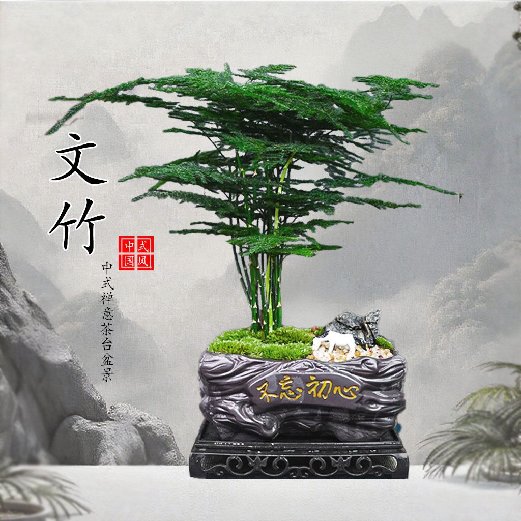 文竹盆栽中式茶台禅意绿植盆栽室内花卉美观盆景植物办公室