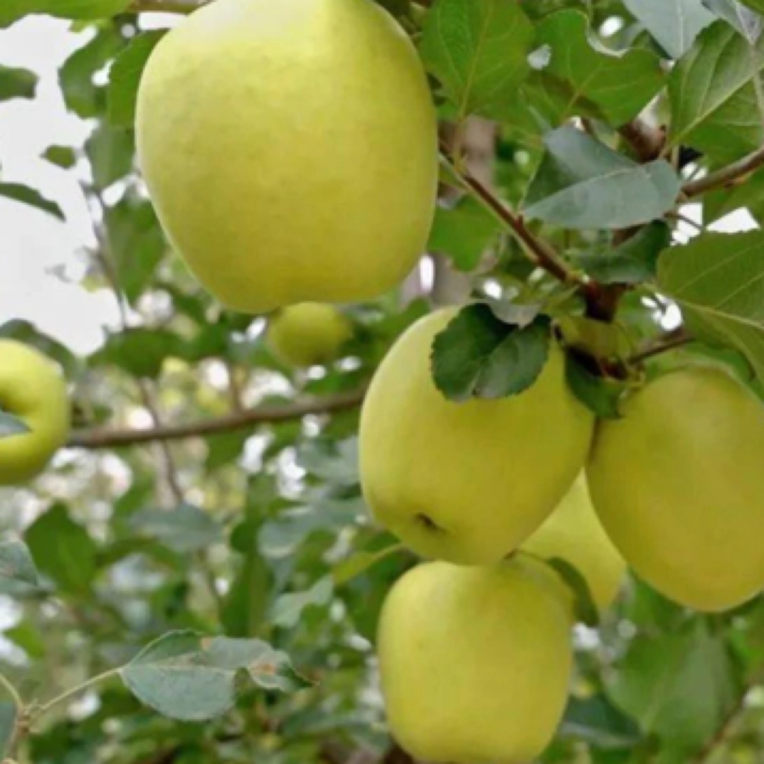 【顺丰包邮】陕西渭南瑞雪苹果 脆甜多汁毛重7.5斤左右（仅发南京)