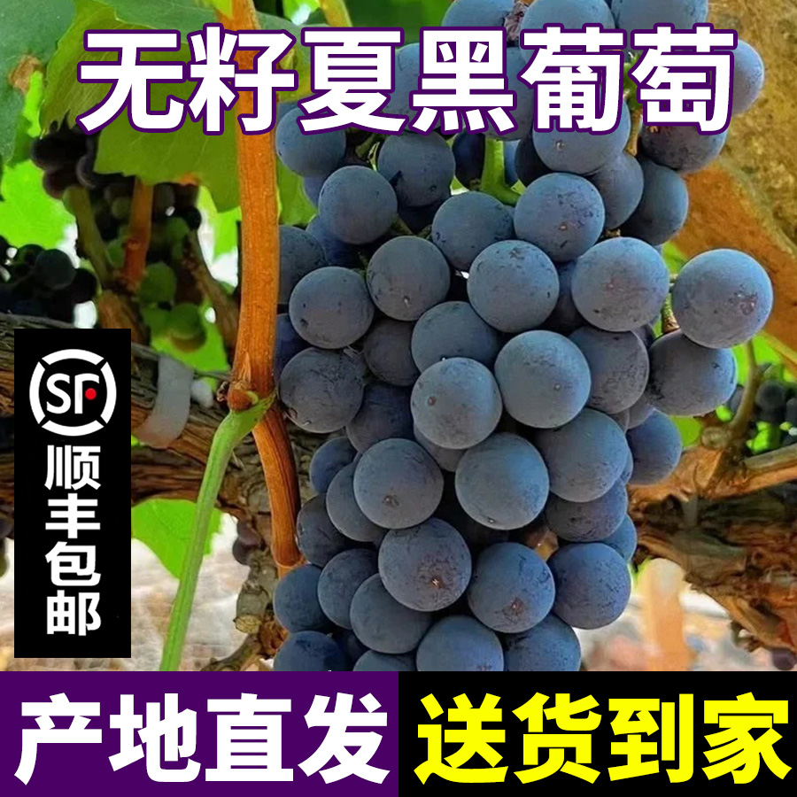 【顺丰包邮】夏黑葡萄脆甜多汁无籽葡萄新鲜采摘应季水果产地直发
