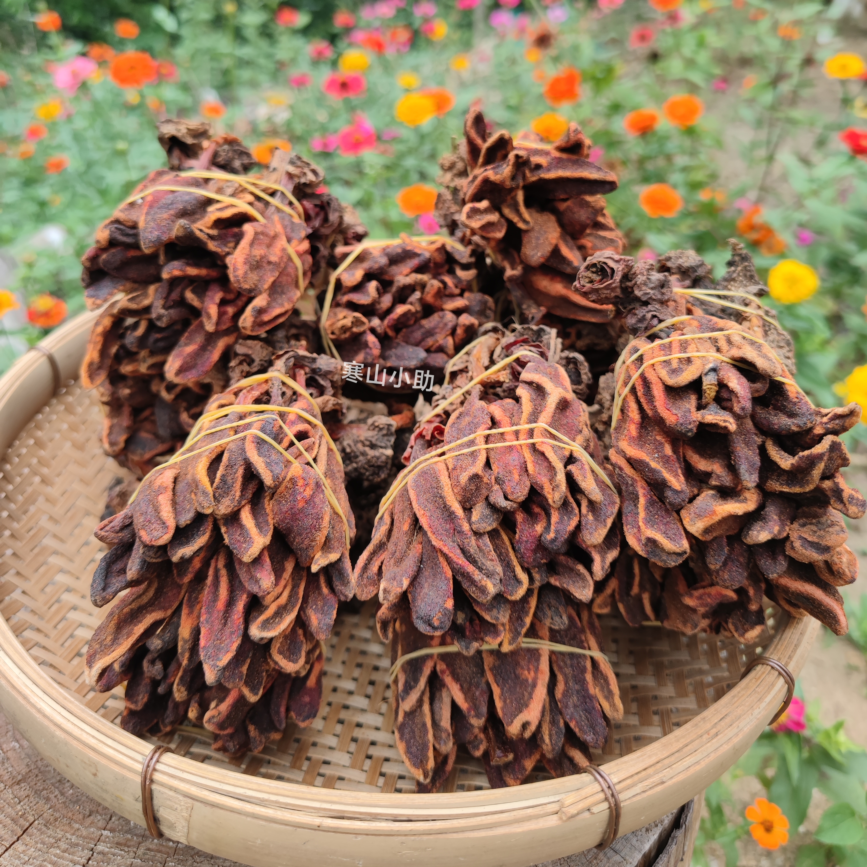 肉桂之乡深山茴春草自挖文王一支笔疏花蛇菰500克包邮