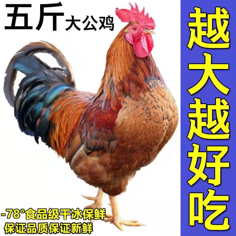 【小芳家】山东大公鸡 新鲜现杀 一只净重5斤