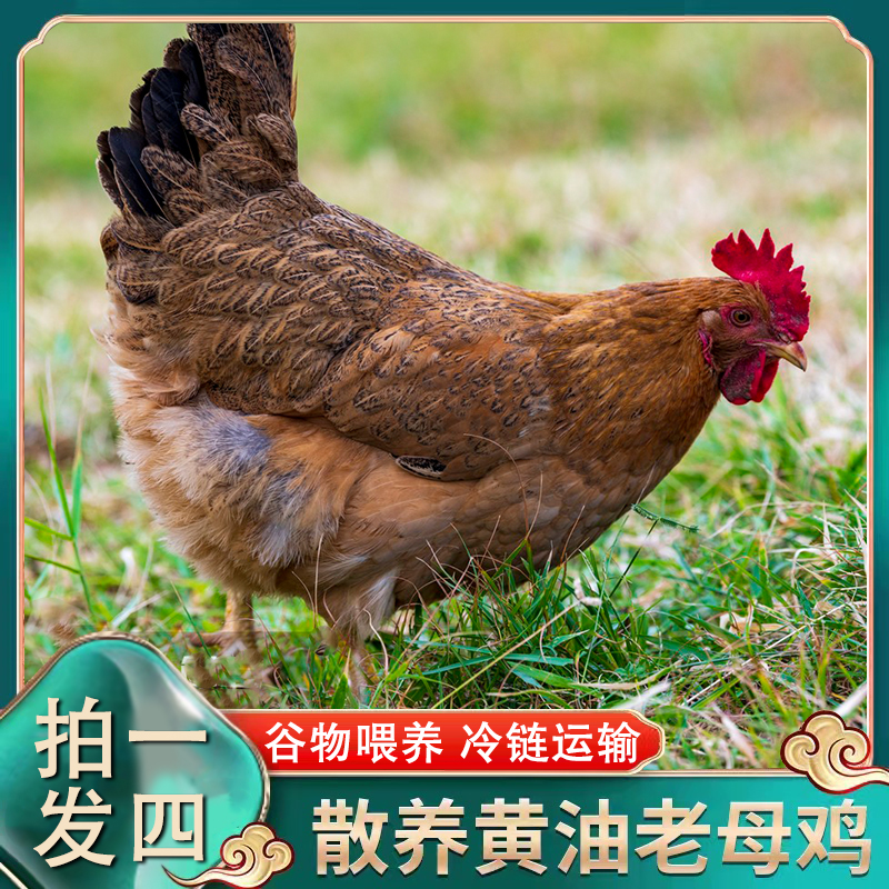 【果林散养】【4只装】农家放养500天黄油老母鸡 4只净重7斤左右