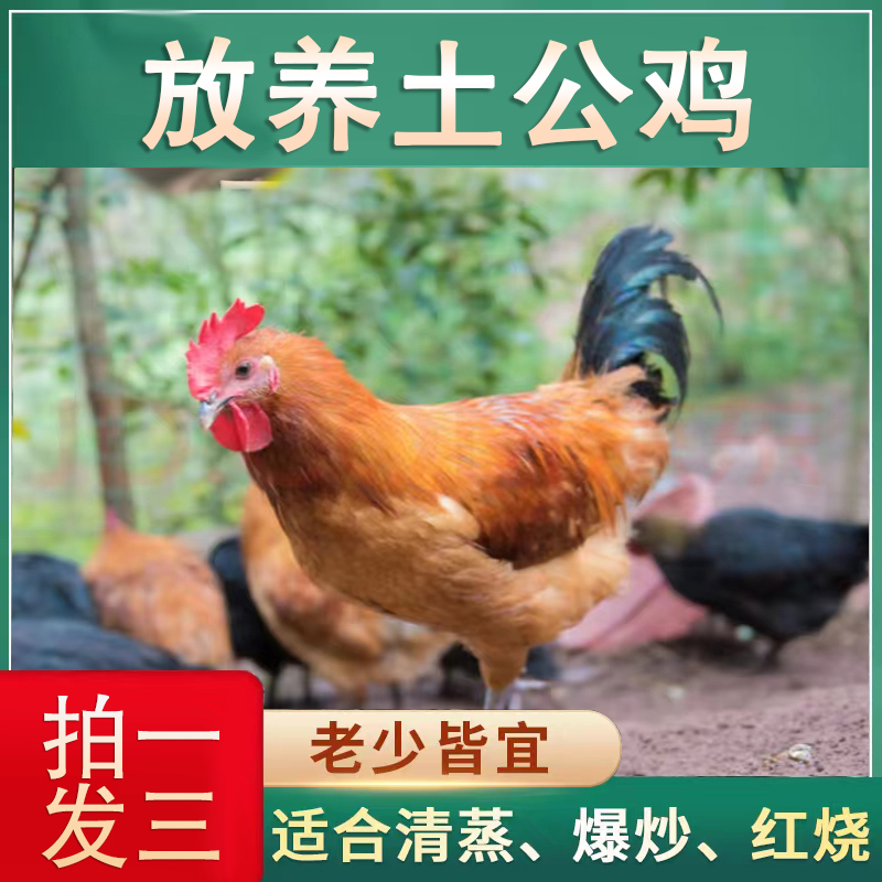 【果林散养】放养土公鸡 新鲜土鸡 发3只净重6-6.5斤