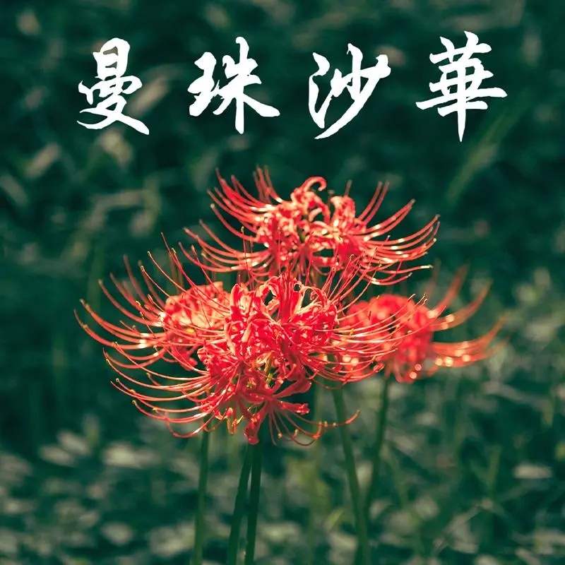 彼岸花种球易活盆栽曼珠沙华石蒜花种球曼陀罗花阳台庭院花卉绿植