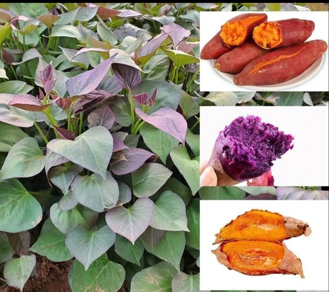 红薯栽种玛莎莉苗烟25西瓜哈密紫蜜黄番红心秧种板栗高淀粉芽子薯