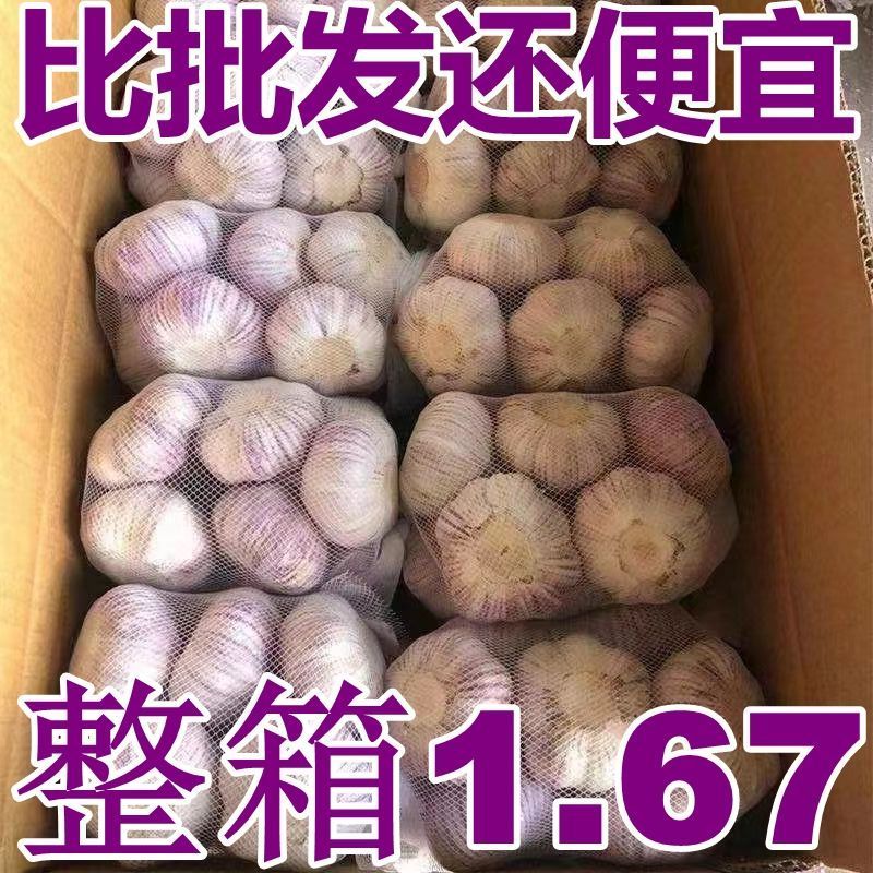 山东金乡大蒜农家自种干蒜头大蒜头大蒜紫皮大蒜种植调味品大蒜