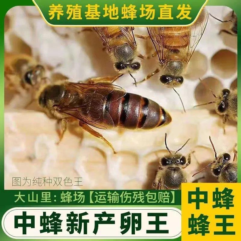 中蜂王活体中蜂种王新高产蜂王双色中蜂良种蜂王阿坝杂交开产王