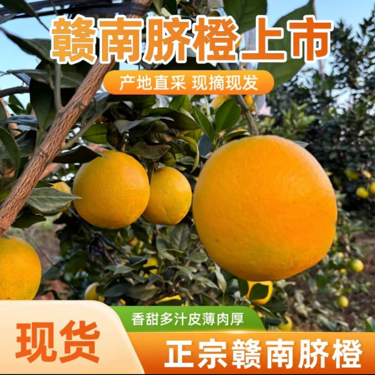 T正宗江西赣南脐橙10斤纽荷尔脐橙新鲜应季水果橙子坏果包赔
