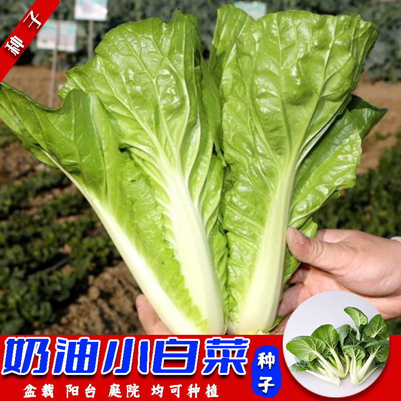 【四季奶油小白菜】种子四季阳台种植简单夏季春季蔬菜播种