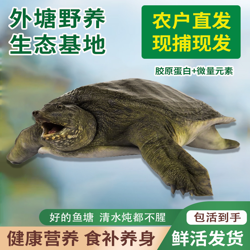 【甲鱼专场B】亏本赚人气 青黑背 （三只共6斤以上）生态甲鱼