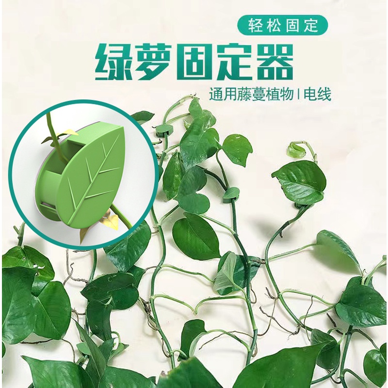 【新疆包邮】绿箩爬墙神器卡扣子爬藤杆无痕攀爬绿萝固定绿萝固定器