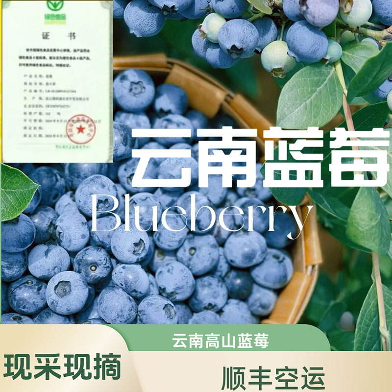 云南高山露天巨无霸蓝莓当季水果花果香浓郁现采现摘蓝莓顺丰空运
