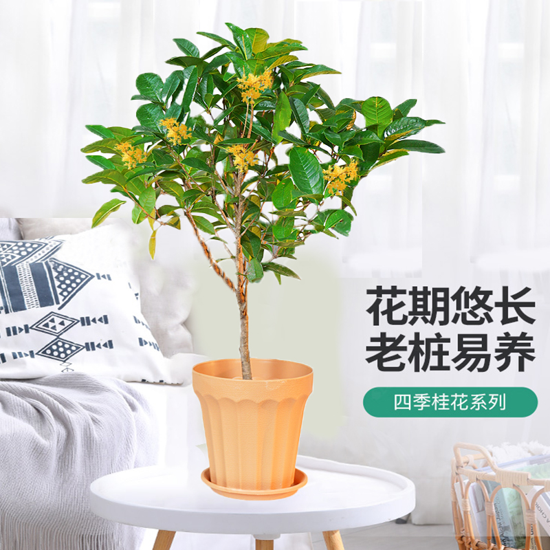 【商城自卖】【花伴水】五年桂四季桂花树盆栽老桩月桂开花香味室内外